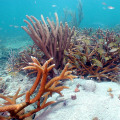 The Crucial Role of Associations in Preserving the Environment in Coral Springs, FL